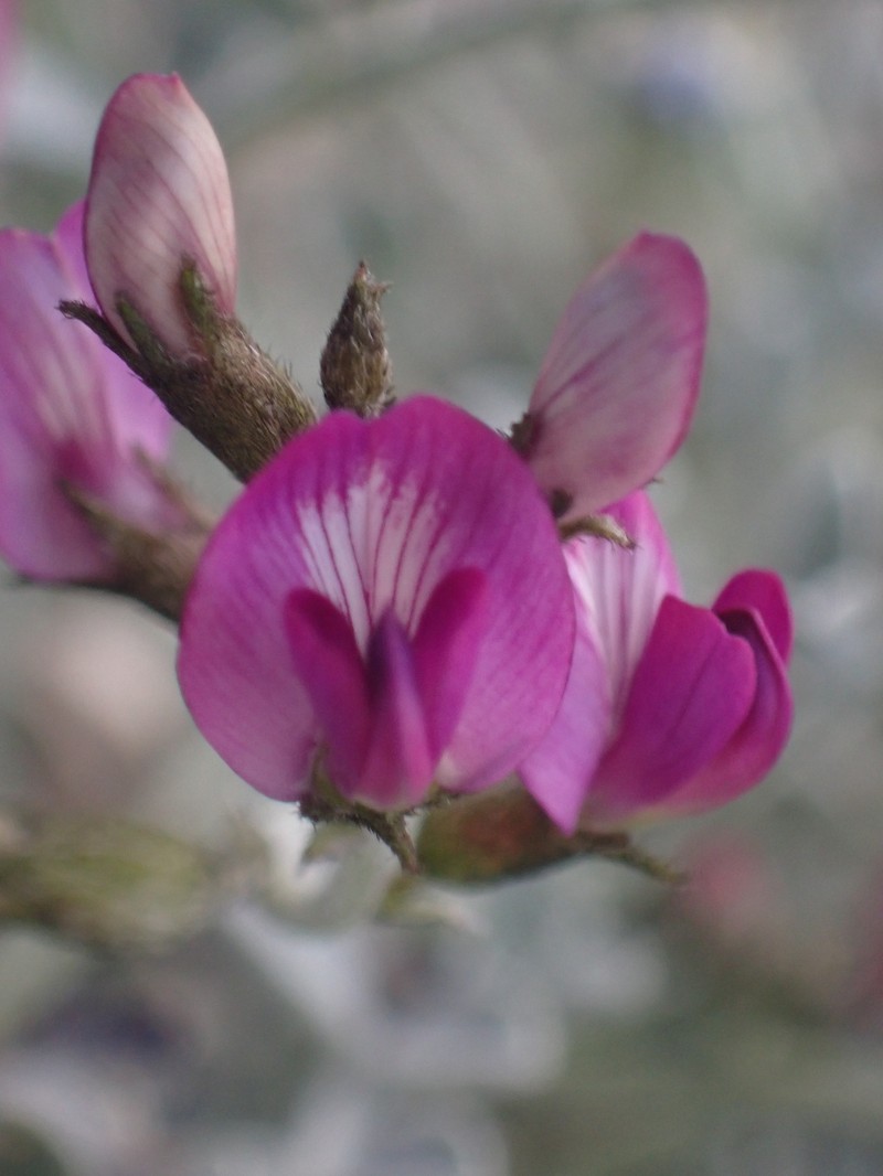 Astragalus mohavensis var. mohavensis photo 7