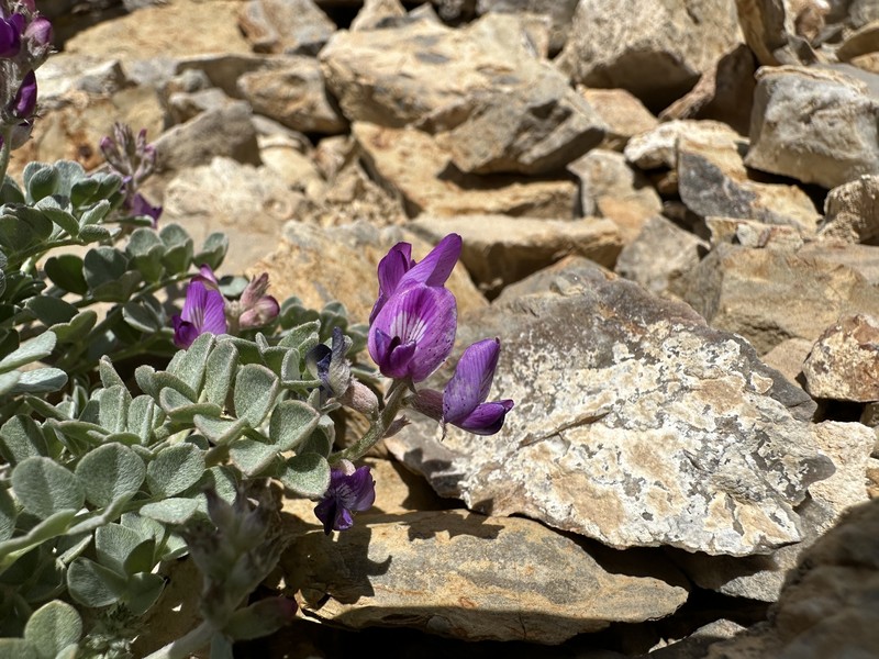 Astragalus mohavensis var. mohavensis photo 8