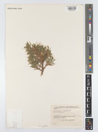 Astragalus molestus