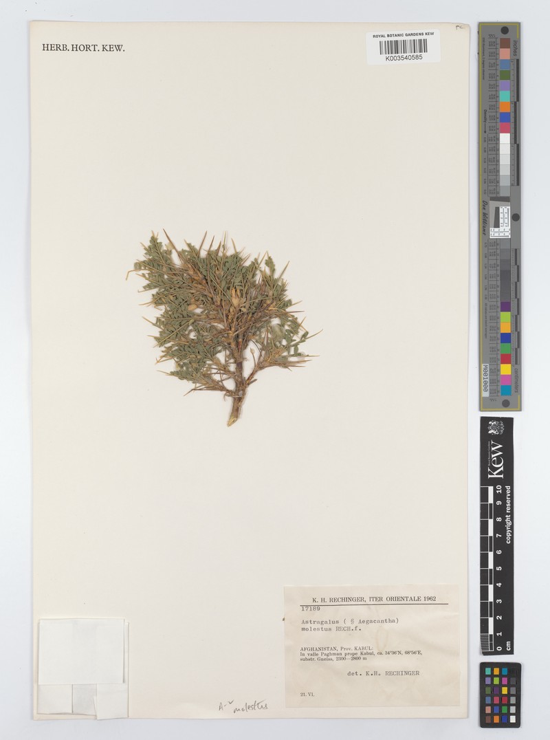Astragalus molestus