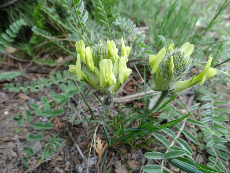 Astragalus mollis