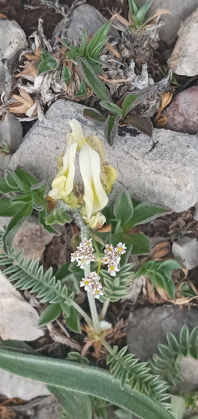 Astragalus mollis photo 2