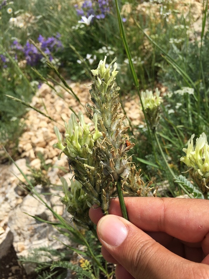 Astragalus mollis photo 3