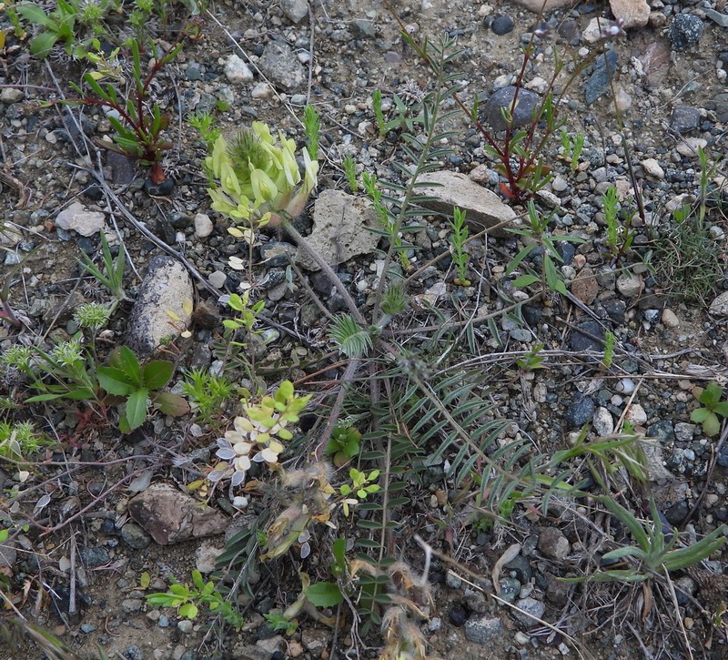 Astragalus mollis photo 4