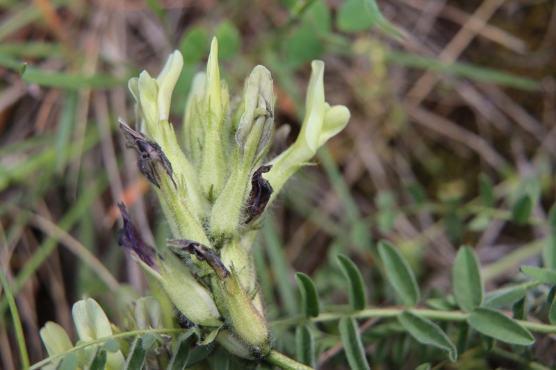 Astragalus mollis photo 5