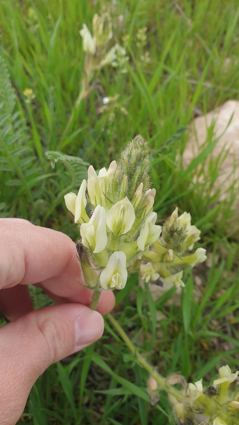 Astragalus mollis photo 6
