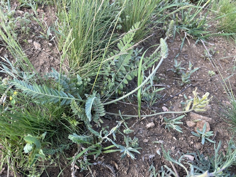 Astragalus mollis photo 7