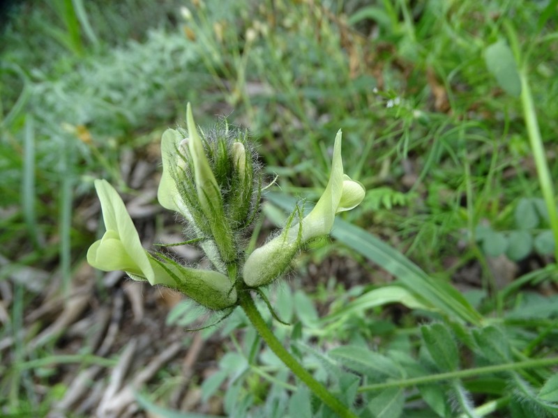 Astragalus mollis photo 8