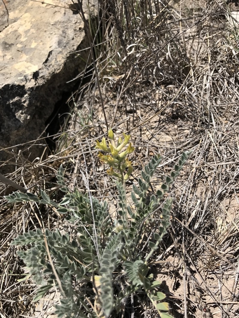 Woolly Locoweed