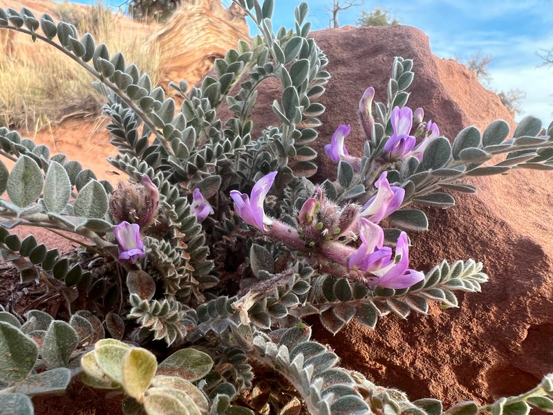 Woolly Locoweed photo 2
