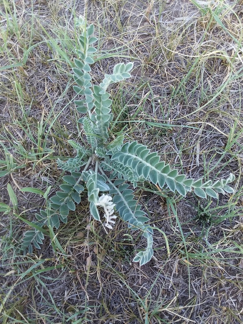 Woolly Locoweed photo 3