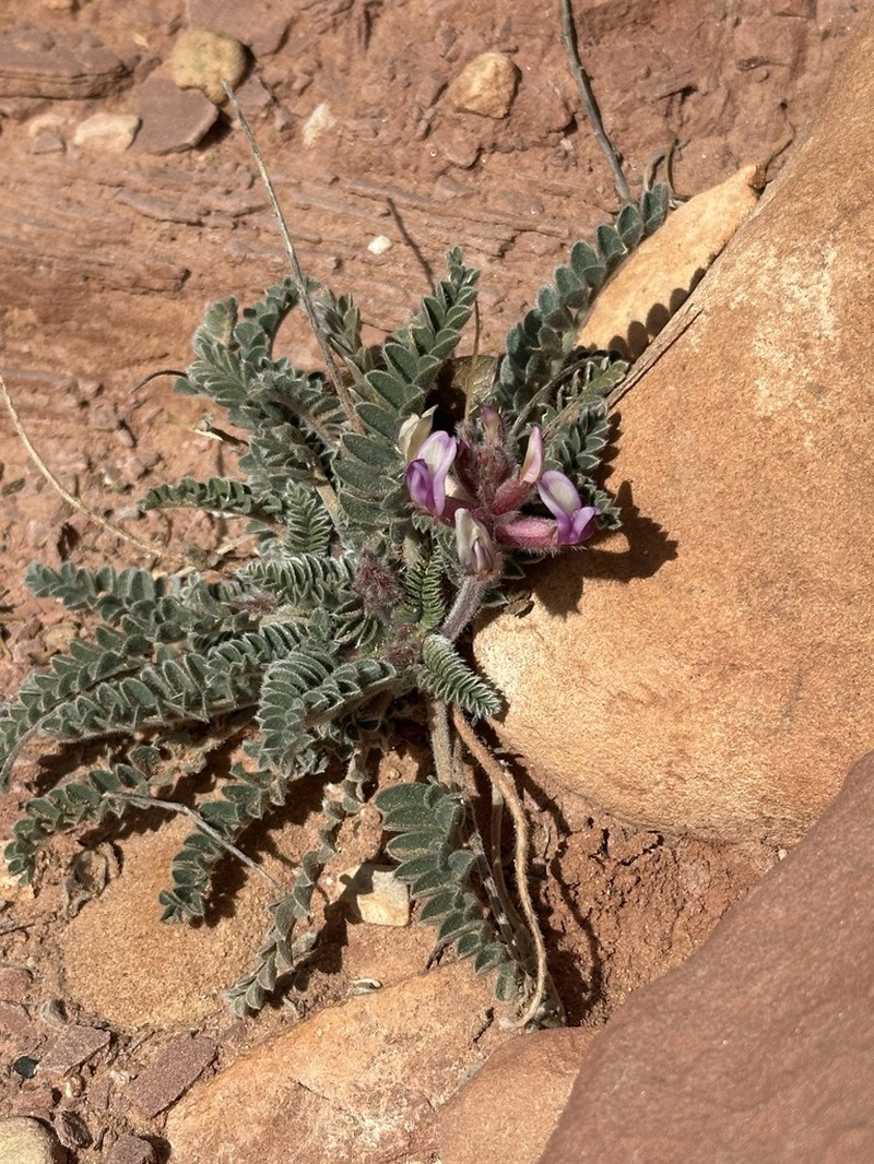 Woolly Locoweed photo 4
