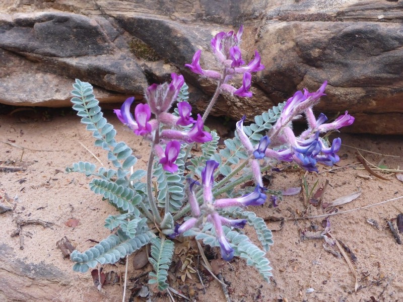 Woolly Locoweed photo 5