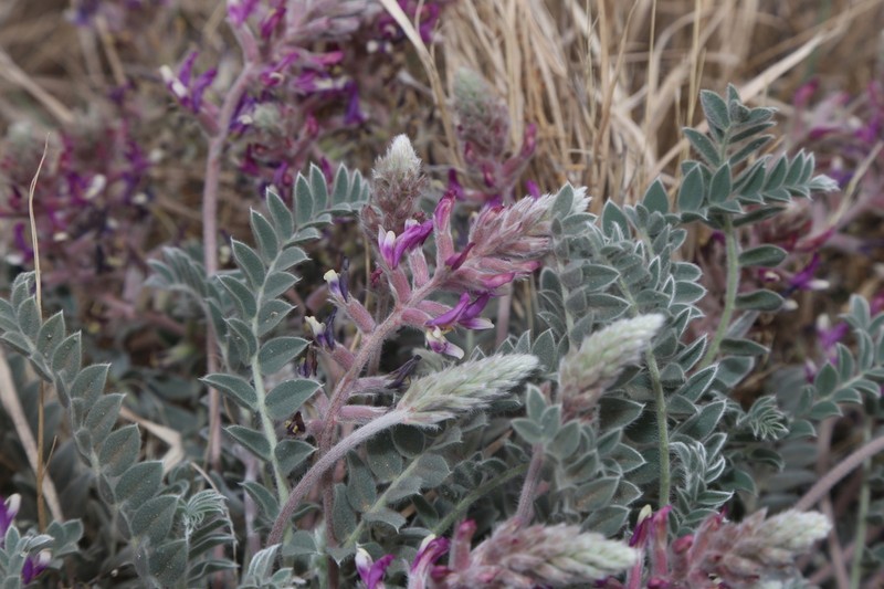 Woolly Locoweed photo 6