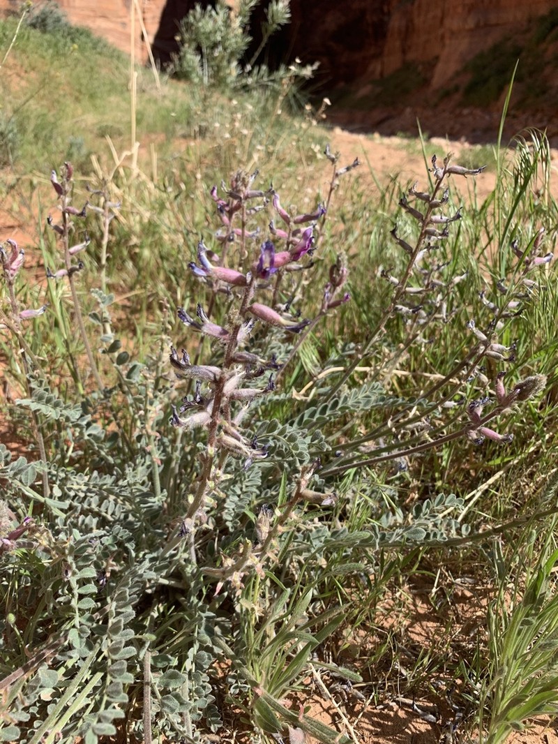 Woolly Locoweed photo 7
