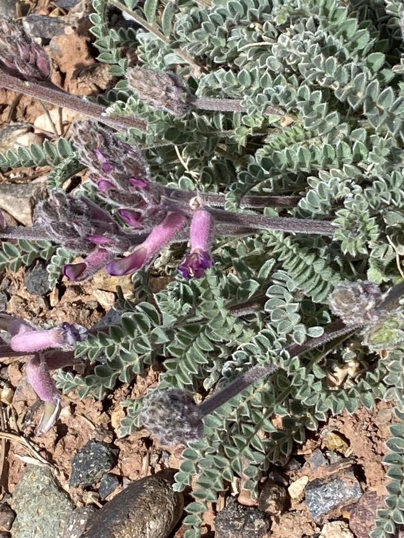Woolly Locoweed photo 8