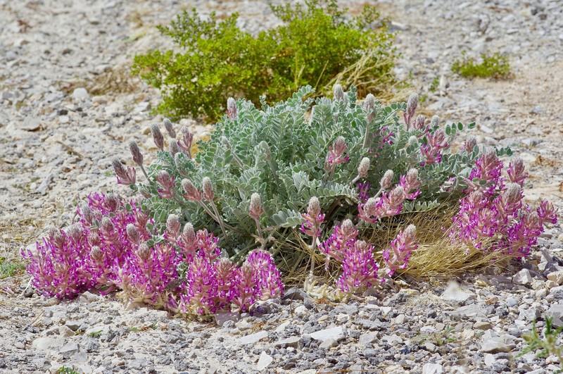 Astragalus mollissimus var. bigelovii