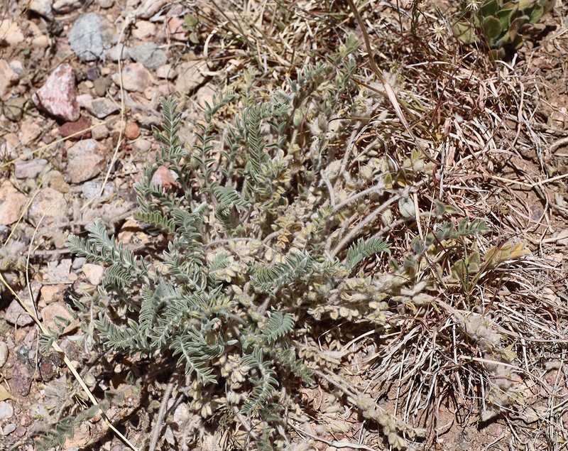 Astragalus mollissimus var. bigelovii photo 2