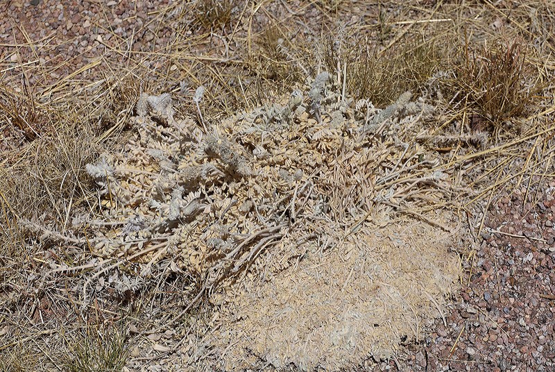 Astragalus mollissimus var. bigelovii photo 3