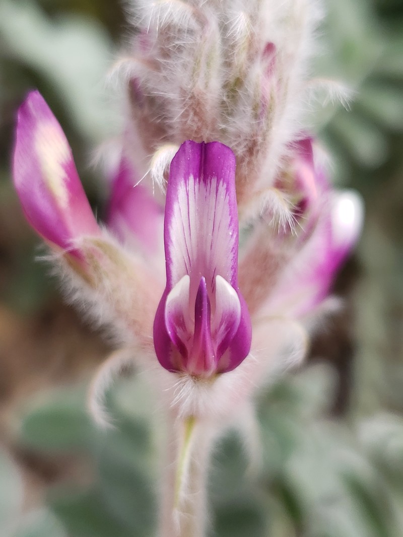 Astragalus mollissimus var. bigelovii photo 4