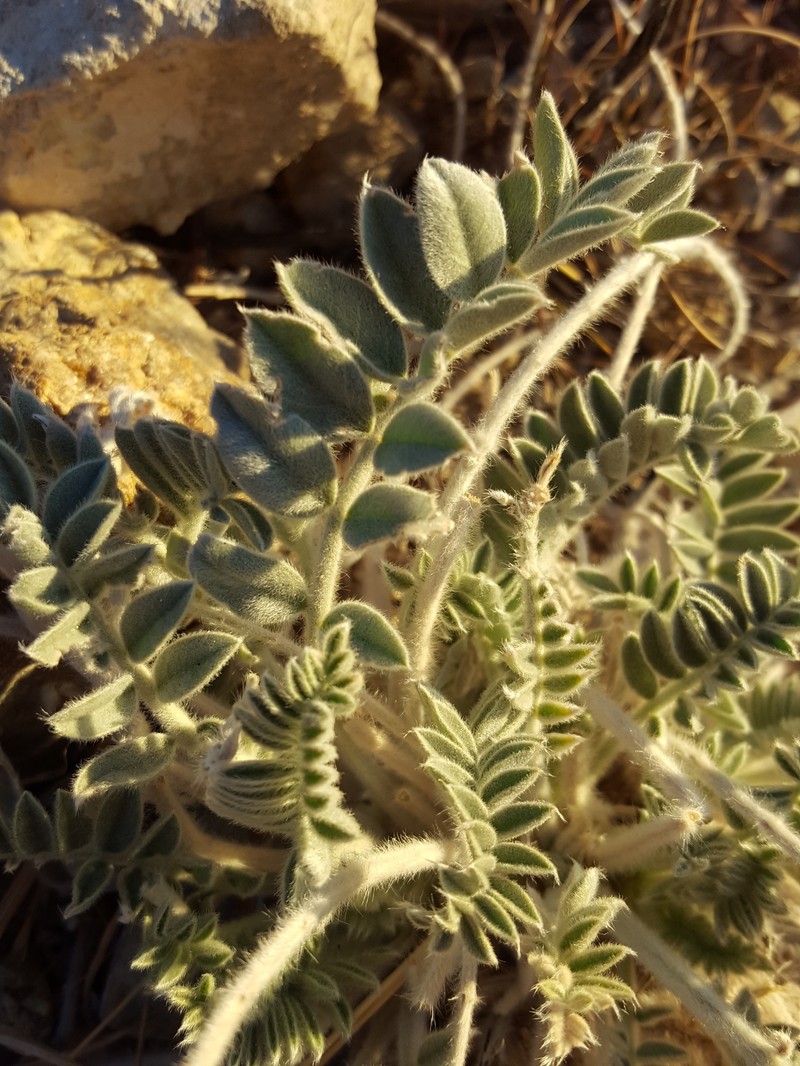 Astragalus mollissimus var. bigelovii photo 5