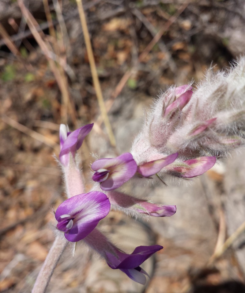 Astragalus mollissimus var. bigelovii photo 6