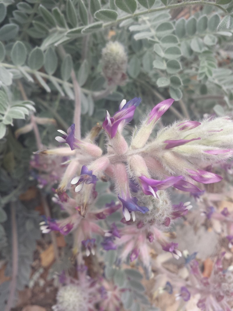 Astragalus mollissimus var. bigelovii photo 7