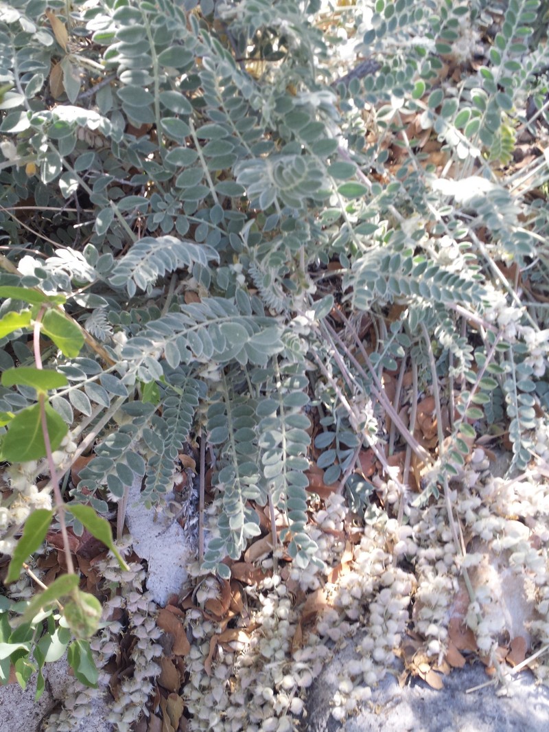 Astragalus mollissimus var. bigelovii photo 8