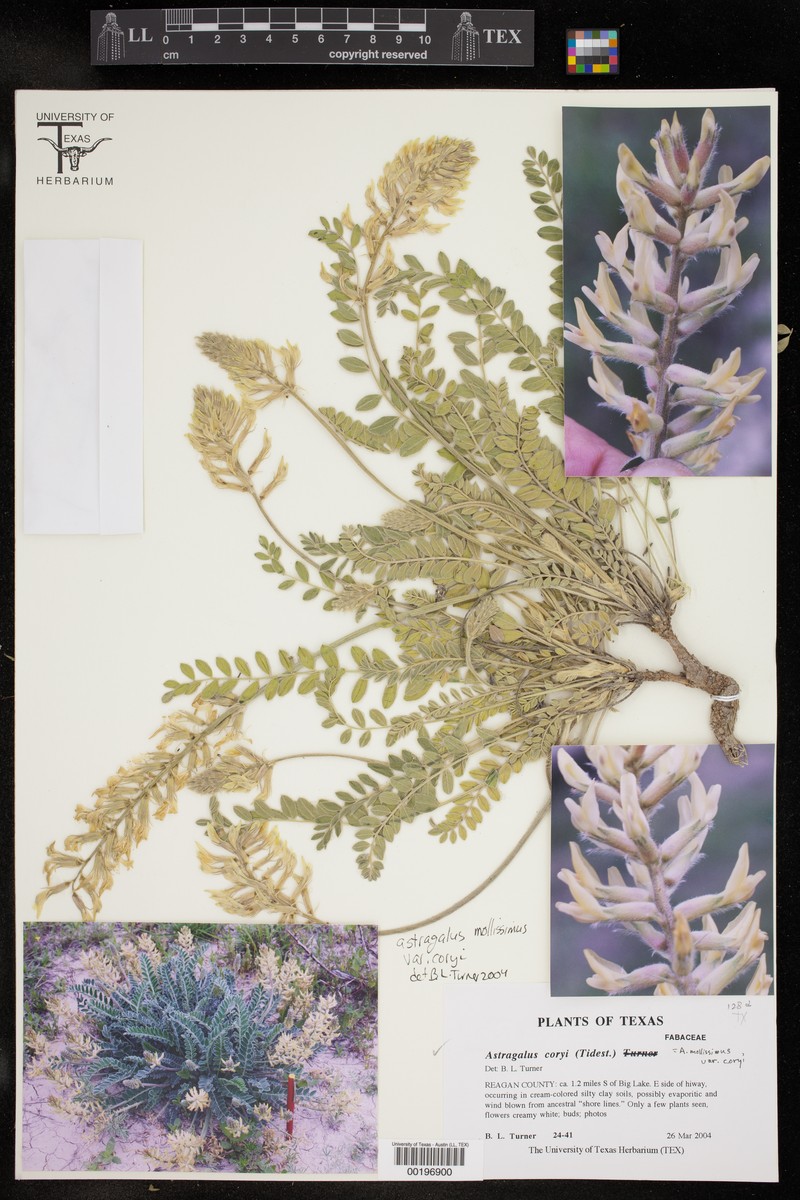 Astragalus mollissimus var. coryi