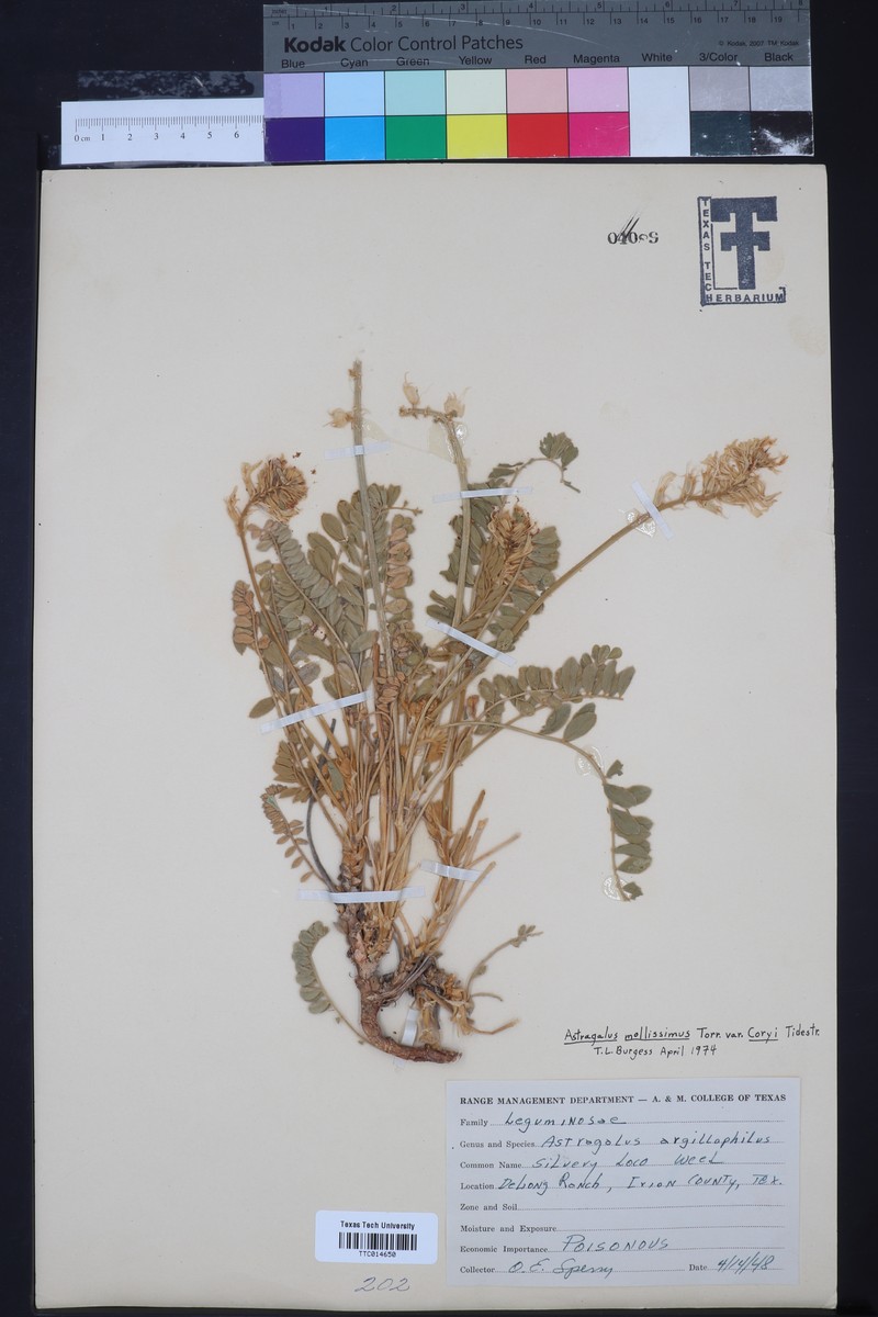 Astragalus mollissimus var. coryi photo 2