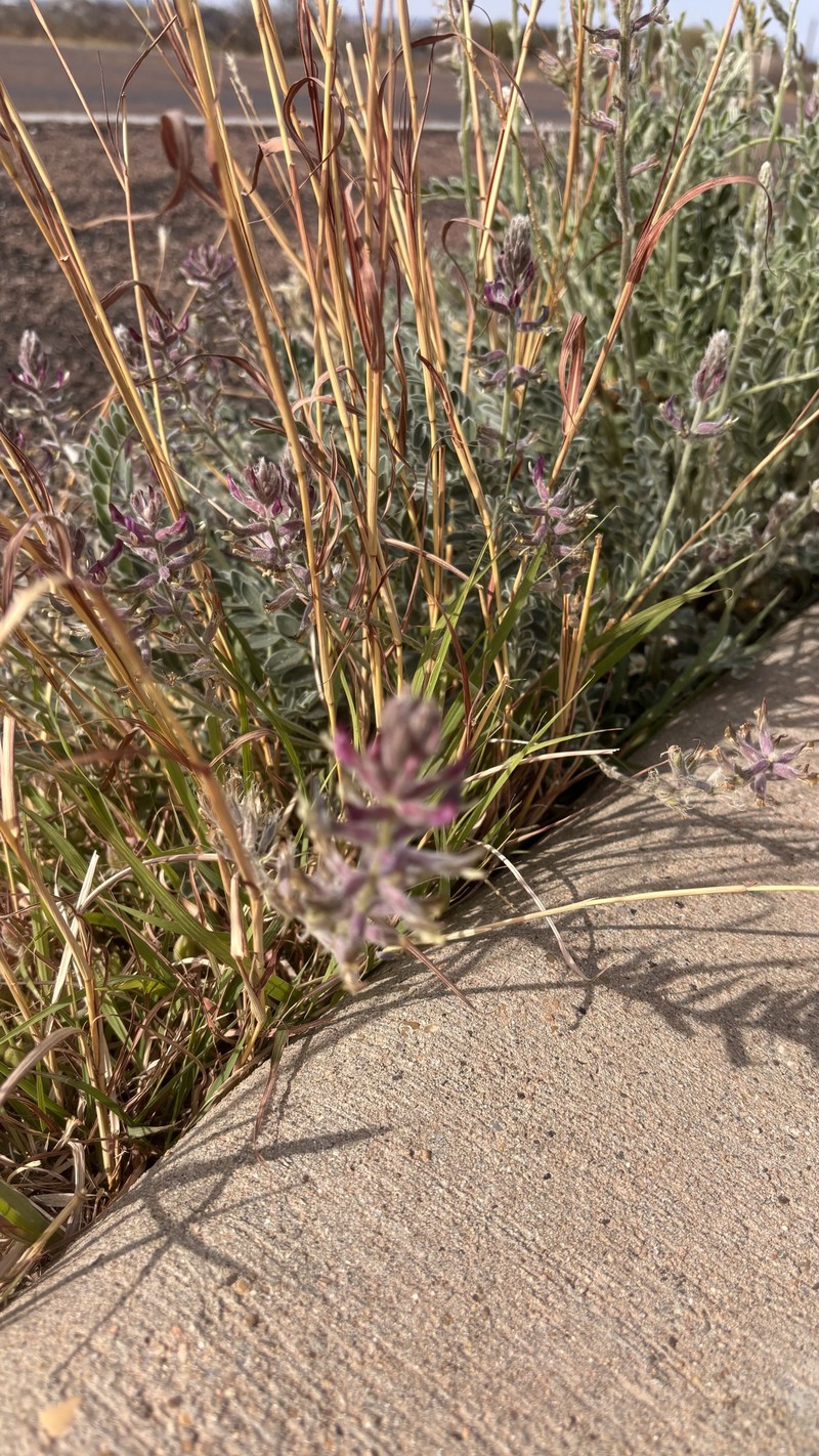 Astragalus mollissimus var. earlei