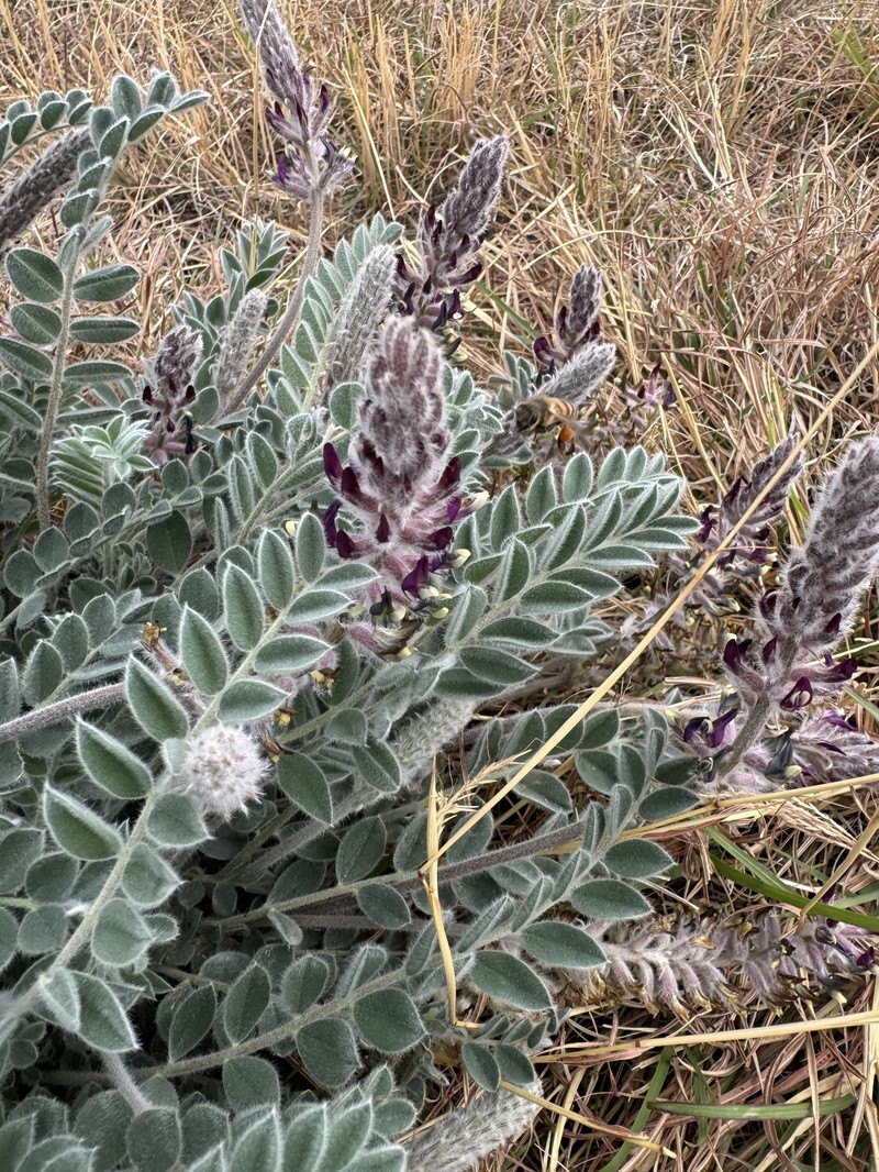 Astragalus mollissimus var. earlei photo 2