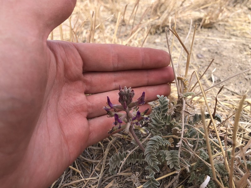 Astragalus mollissimus var. earlei photo 3