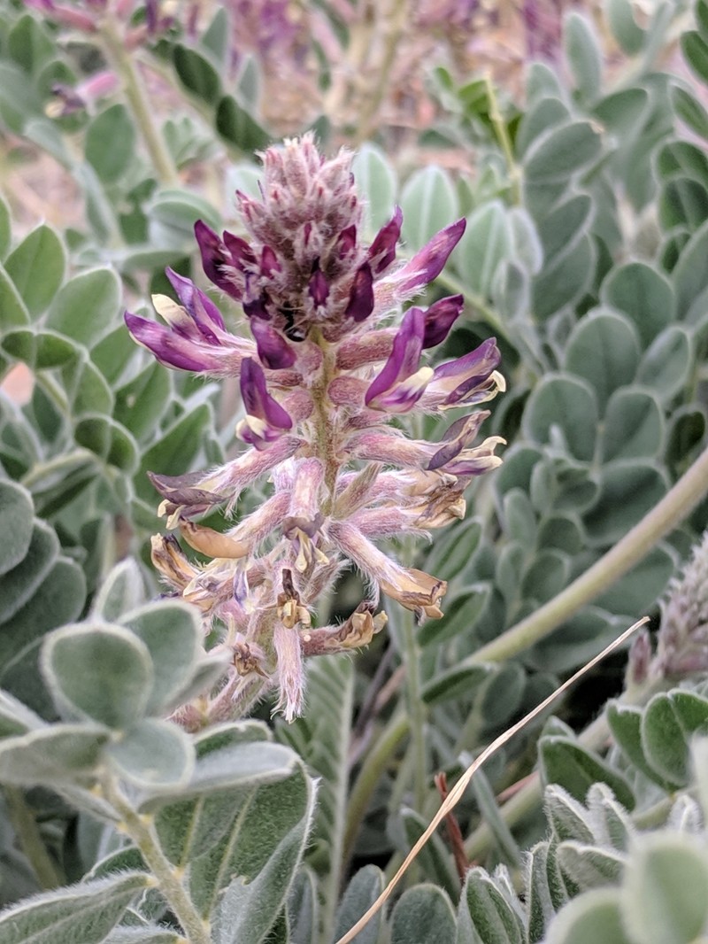 Astragalus mollissimus var. earlei photo 4