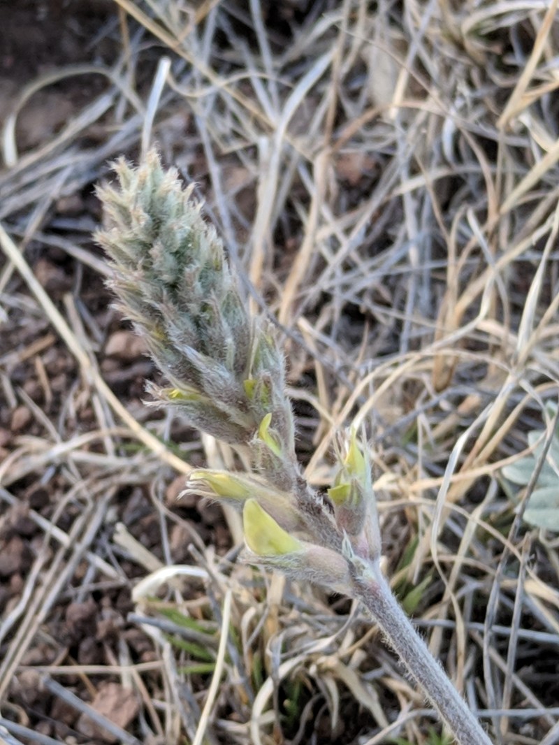 Astragalus mollissimus var. earlei photo 5