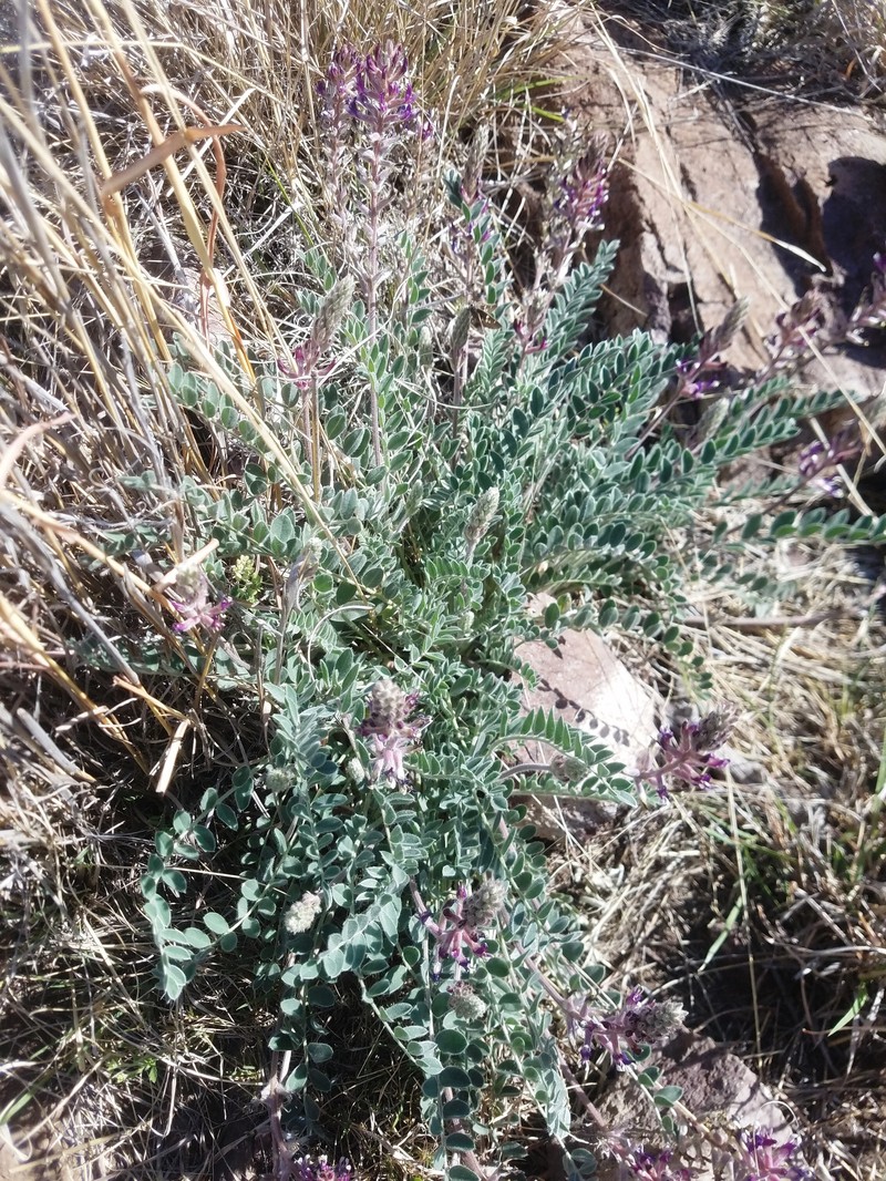 Astragalus mollissimus var. earlei photo 6