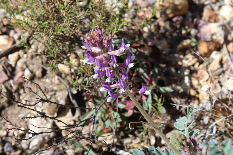 Astragalus mollissimus var. earlei photo 7