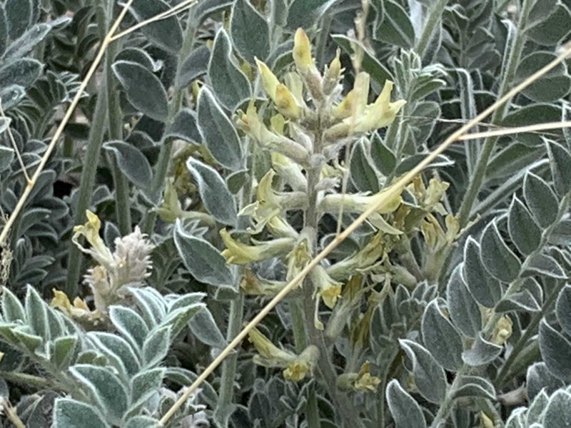 Astragalus mollissimus var. earlei photo 8