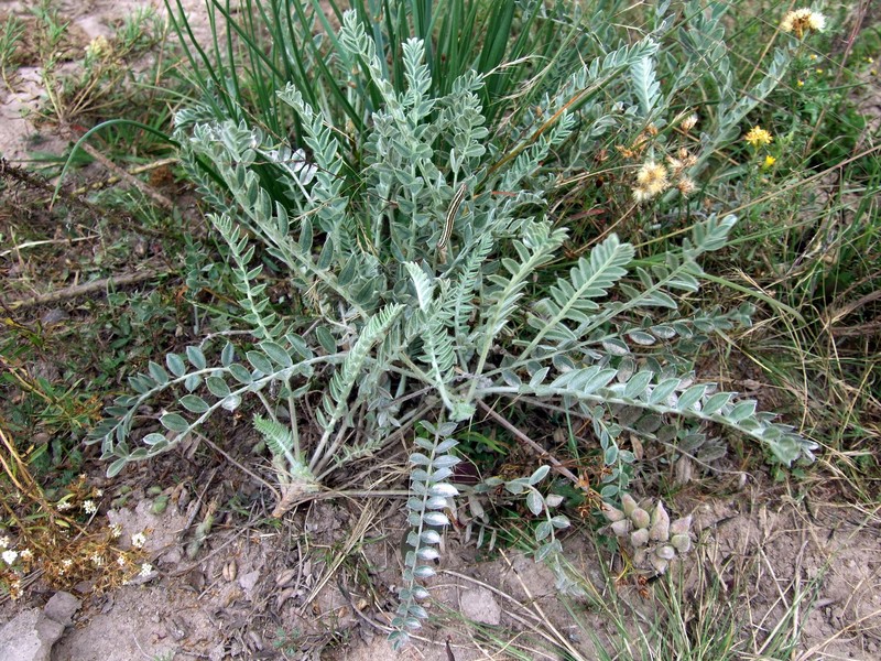 Astragalus mollissimus var. irolanus