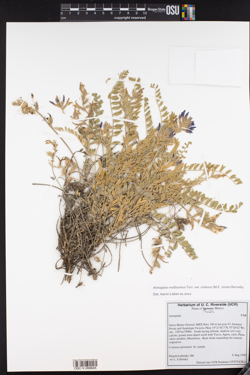 Astragalus mollissimus var. irolanus photo 2
