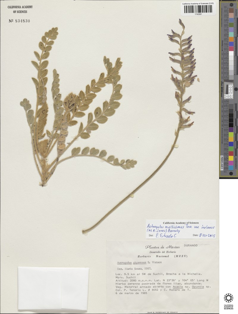 Astragalus mollissimus var. irolanus photo 3