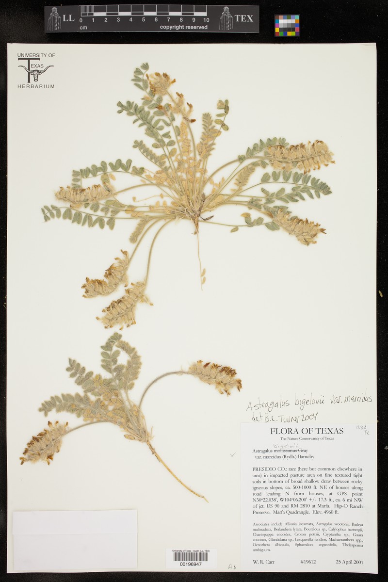 Astragalus mollissimus var. marcidus photo 2