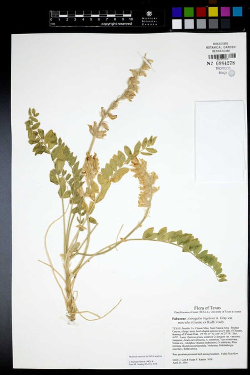 Astragalus mollissimus var. marcidus