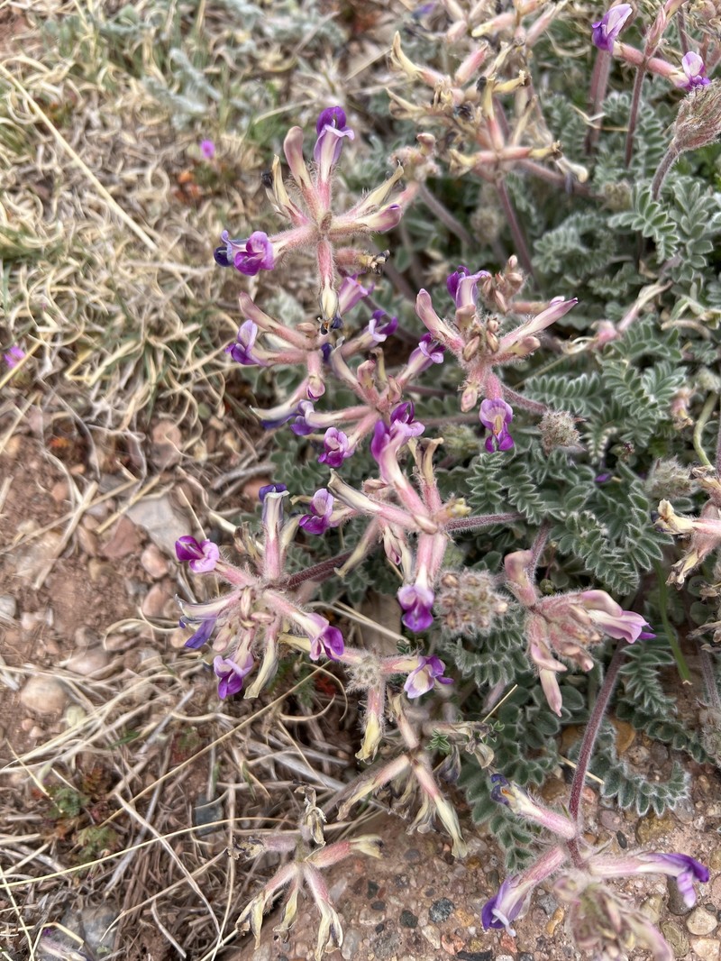 Astragalus mollissimus var. matthewsii