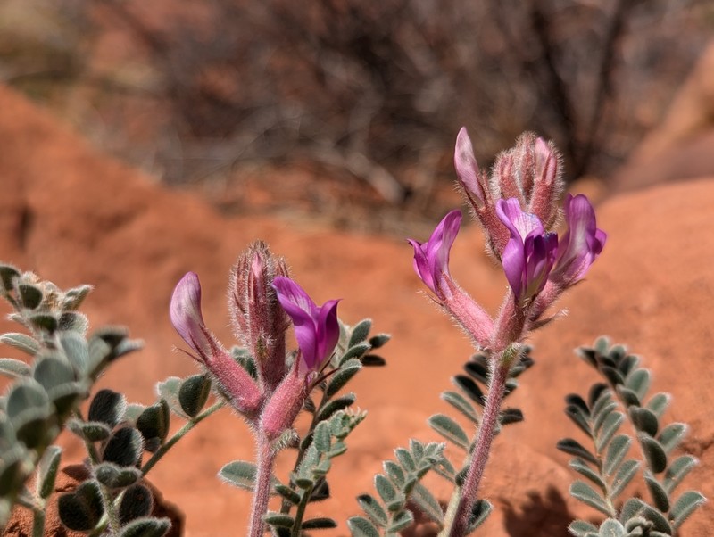 Astragalus mollissimus var. matthewsii photo 2