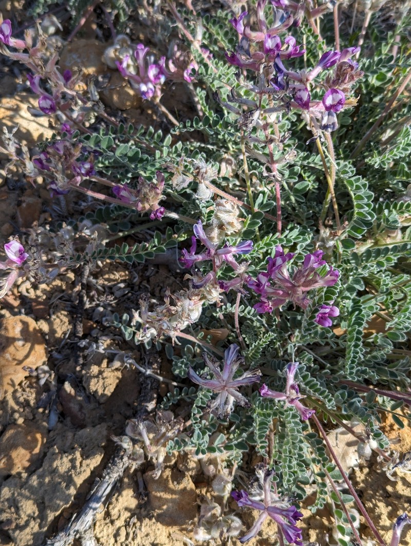 Astragalus mollissimus var. matthewsii photo 3
