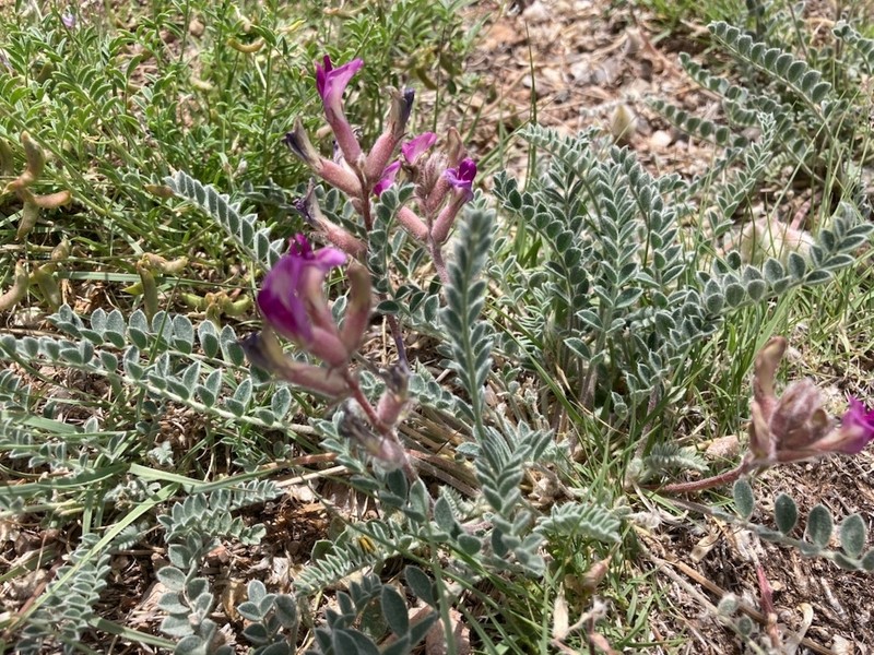 Astragalus mollissimus var. matthewsii photo 4