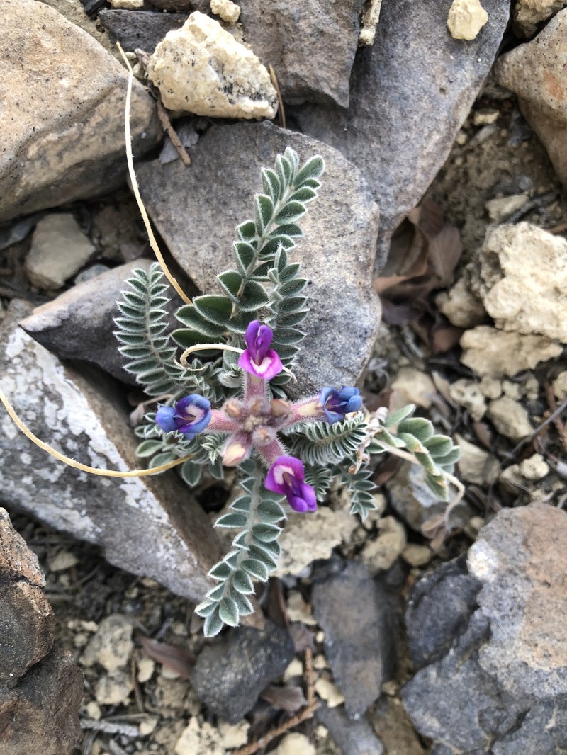 Astragalus mollissimus var. matthewsii photo 5