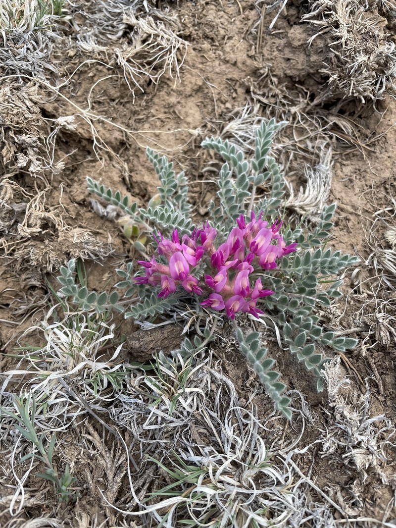 Astragalus mollissimus var. matthewsii photo 6