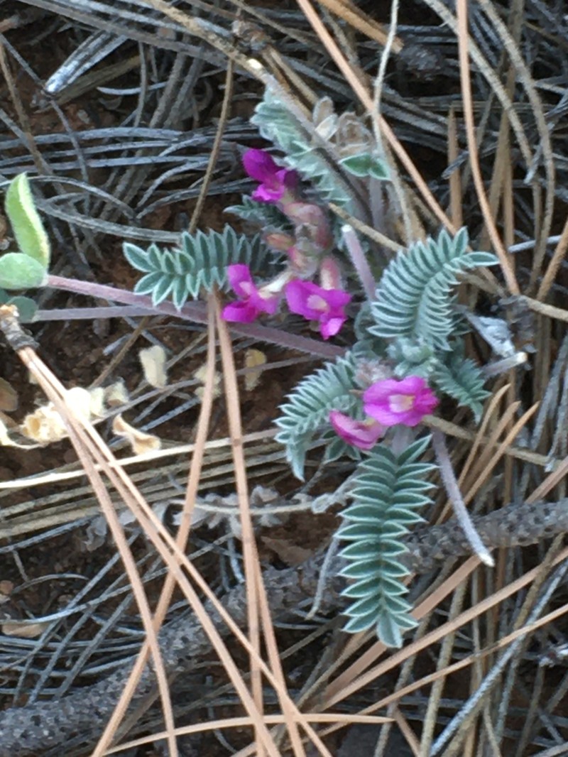 Astragalus mollissimus var. matthewsii photo 7